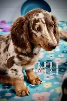 Chocolate Dapple LH Mini Boy (PET) - no breeding, a male Miniature Dachshund for sale in Locust Grove, OK – Photo 3 of 5