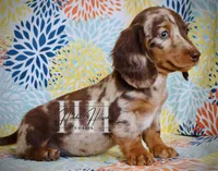 Chocolate Dapple LH Mini Boy , a female Miniature Dachshund for sale in Locust Grove, OK – Photo 5 of 6