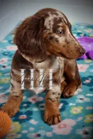 Chocolate Dapple LH Mini Boy (PET) - no breeding, a male Miniature Dachshund for sale in Locust Grove, OK – Photo 4 of 5