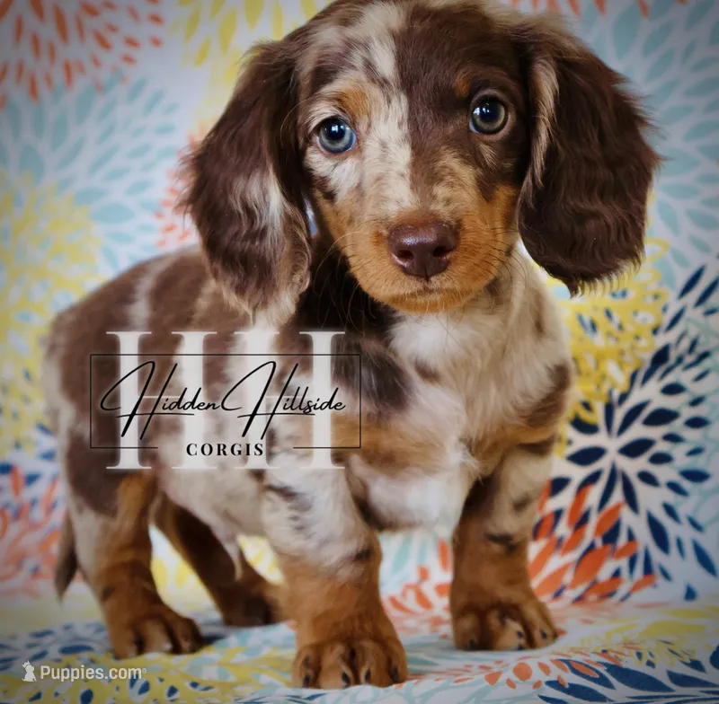 Chocolate Dapple LH Mini Boy 