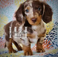 Chocolate Dapple LH Mini Boy , a female Miniature Dachshund for sale in Locust Grove, OK – Photo 1 of 6