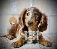 Chocolate Dapple LH Mini Boy (PET) - no breeding, a male Miniature Dachshund for sale in Locust Grove, OK – Photo 2 of 5