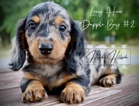Dapple Long Hair Mini Boy #2 (Pet Only) , a male Miniature Dachshund for sale in Locust Grove, OK – 2 of 10