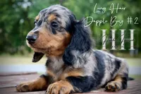 Dapple Long Hair Mini Boy #2 (Pet Only) , a male Miniature Dachshund for sale in Locust Grove, OK – 10 of 10