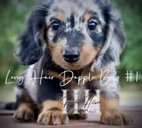 Long Hair Dapple Mini Boy #1 (Pet Only) , a male Miniature Dachshund for sale in Locust Grove, OK – 4 of 6
