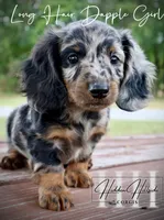 Dapple Long Hair Mini Girl (Pet Only) , a male Miniature Dachshund for sale in Locust Grove, OK – 9 of 10