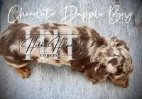 Chocolate Dapple Boy (Pet Only) , a female Miniature Dachshund for sale in Locust Grove, OK – 4 of 10