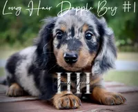 Long Hair Dapple Mini Boy #1 (Pet Only) , a male Miniature Dachshund for sale in Locust Grove, OK – 5 of 6