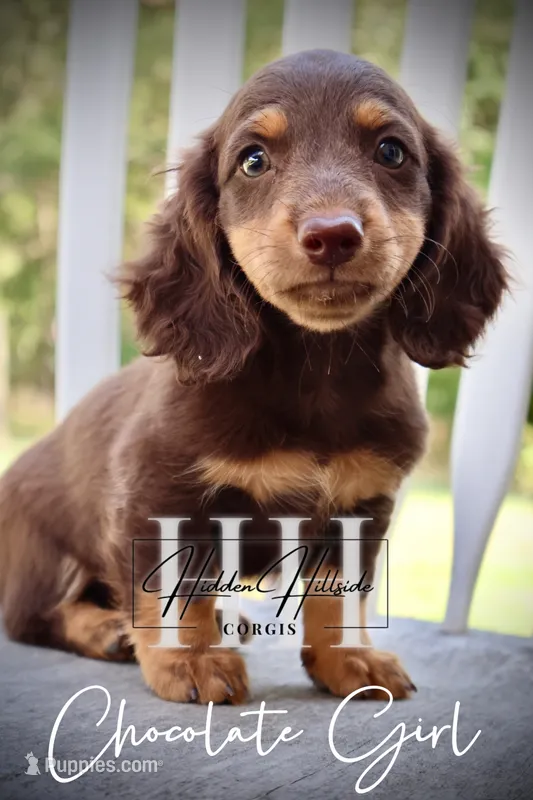 Chocolate Mini Girl (Pet Only)  – Miniature Dachshund puppy for sale in Locust Grove, OK