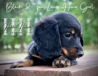 Long Hair Black & Tan Mini Girl (Pet only) , a male Miniature Dachshund for sale in Locust Grove, OK – 5 of 6