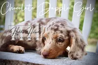 Chocolate Dapple Girl (Pet Only) , a female Miniature Dachshund for sale in Locust Grove, OK – 8 of 10