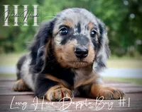 Long Hair Dapple Mini Boy #1 (Pet Only) , a male Miniature Dachshund for sale in Locust Grove, OK – 2 of 6