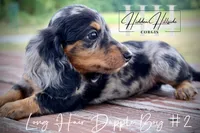 Dapple Long Hair Mini Boy #2 (Pet Only) , a male Miniature Dachshund for sale in Locust Grove, OK – 7 of 10