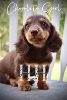 Chocolate Mini Girl (Pet Only) , a female Miniature Dachshund for sale in Locust Grove, OK – 5 of 7