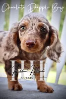 Chocolate Dapple Boy (Pet Only) , a female Miniature Dachshund for sale in Locust Grove, OK – 10 of 10
