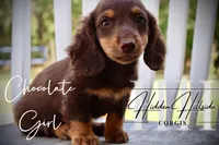 Chocolate Mini Girl (Pet Only) , a female Miniature Dachshund for sale in Locust Grove, OK – 4 of 7
