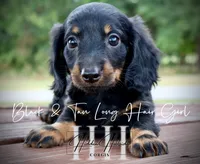 Long Hair Black & Tan Mini Girl (Pet only) , a male Miniature Dachshund for sale in Locust Grove, OK – 4 of 6