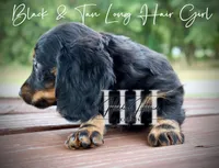 Long Hair Black & Tan Mini Girl (Pet only) , a male Miniature Dachshund for sale in Locust Grove, OK – 6 of 6