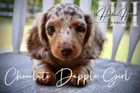 Chocolate Dapple Girl (Pet Only) , a female Miniature Dachshund for sale in Locust Grove, OK – 9 of 10