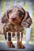 Chocolate Dapple Boy (Pet Only) , a female Miniature Dachshund for sale in Locust Grove, OK – 8 of 10