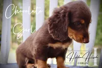 Chocolate Mini Girl (Pet Only) , a female Miniature Dachshund for sale in Locust Grove, OK – 3 of 7