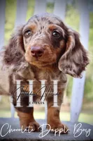 Chocolate Dapple Boy (Pet Only) , a female Miniature Dachshund for sale in Locust Grove, OK – 2 of 10