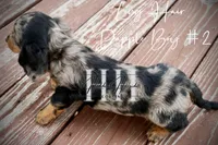 Dapple Long Hair Mini Boy #2 (Pet Only) , a male Miniature Dachshund for sale in Locust Grove, OK – 3 of 10