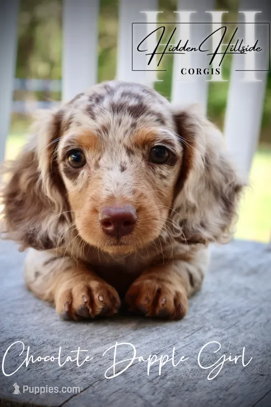 Chocolate Dapple Girl (Pet Only)  – Miniature Dachshund puppy for sale in Locust Grove, OK