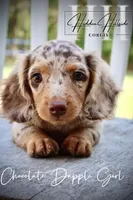 Chocolate Dapple Girl (Pet Only) , a female Miniature Dachshund for sale in Locust Grove, OK – 1 of 10