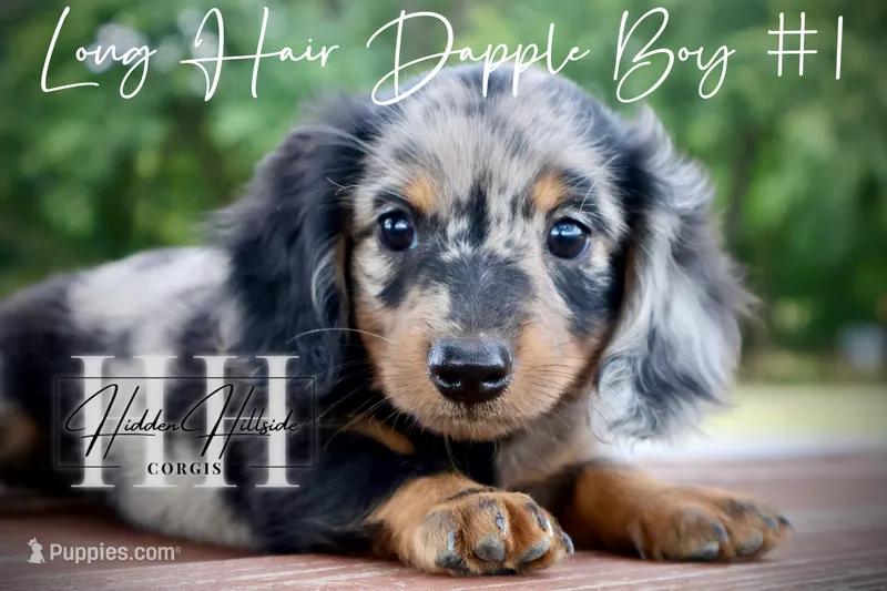 Long Hair Dapple Mini Boy #1 (Pet Only)  – Miniature Dachshund puppy for sale in Locust Grove, OK