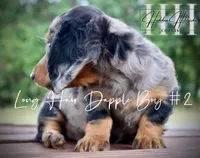 Dapple Long Hair Mini Boy #2 (Pet Only) , a male Miniature Dachshund for sale in Locust Grove, OK – 8 of 10