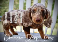 Chocolate Dapple Boy (Pet Only) , a female Miniature Dachshund for sale in Locust Grove, OK – 5 of 10