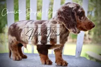 Chocolate Dapple Boy (Pet Only) , a female Miniature Dachshund for sale in Locust Grove, OK – 9 of 10