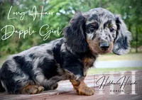 Dapple Long Hair Mini Girl (Pet Only) , a male Miniature Dachshund for sale in Locust Grove, OK – 4 of 10
