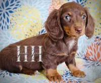 Chocolate LH MINI Girl , a female Miniature Dachshund for sale in Locust Grove, OK – Photo 2 of 5