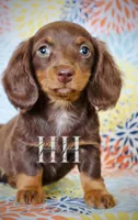 Chocolate LH MINI Girl , a female Miniature Dachshund for sale in Locust Grove, OK – Photo 1 of 5