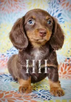Chocolate LH MINI Girl , a female Miniature Dachshund for sale in Locust Grove, OK – Photo 5 of 5