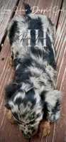 Dapple Long Hair Mini Girl (Pet Only) , a male Miniature Dachshund for sale in Locust Grove, OK – 2 of 10