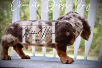 Chocolate Dapple Boy (Pet Only) , a female Miniature Dachshund for sale in Locust Grove, OK – 7 of 10