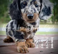 Dapple Long Hair Mini Girl (Pet Only) , a male Miniature Dachshund for sale in Locust Grove, OK – 6 of 10