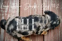Dapple Long Hair Mini Boy #2 (Pet Only) , a male Miniature Dachshund for sale in Locust Grove, OK – 6 of 10