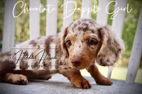 Chocolate Dapple Girl (Pet Only) , a female Miniature Dachshund for sale in Locust Grove, OK – 3 of 10