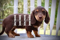 Chocolate Mini Girl (Pet Only) , a female Miniature Dachshund for sale in Locust Grove, OK – 6 of 7
