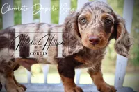 Chocolate Dapple Boy (Pet Only) , a female Miniature Dachshund for sale in Locust Grove, OK – 3 of 10
