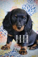 Black & Tan LH Mini Boy , a male Miniature Dachshund for sale in Locust Grove, OK – Photo 1 of 5