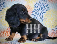 Black & Tan LH Mini Boy , a male Miniature Dachshund for sale in Locust Grove, OK – Photo 2 of 5