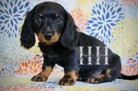 Black & Tan LH Mini Boy , a male Miniature Dachshund for sale in Locust Grove, OK – Photo 3 of 5