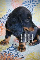 Black & Tan LH Mini Boy , a male Miniature Dachshund for sale in Locust Grove, OK – Photo 5 of 5