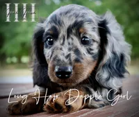 Dapple Long Hair Mini Girl (Pet Only) , a male Miniature Dachshund for sale in Locust Grove, OK – 7 of 10