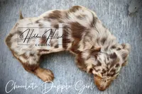 Chocolate Dapple Girl (Pet Only) , a female Miniature Dachshund for sale in Locust Grove, OK – 5 of 10